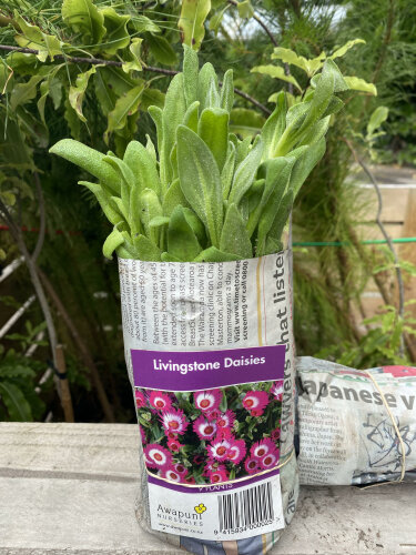 Livingstone Daisies